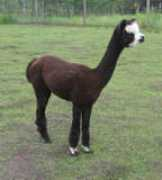 fortethieralpacas.com Fantina