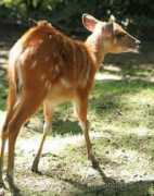 duanrevig.com Faon