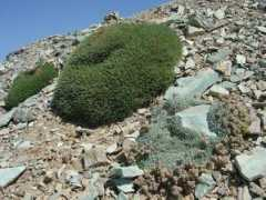 Farakh