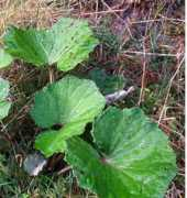 plant-identification.co.uk Farfara