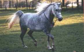 distanzpferd.de Farisha