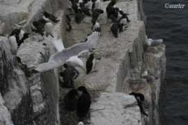 Farne