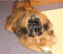 dailypuppy.com Farnen