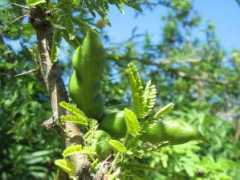 Farnesiana