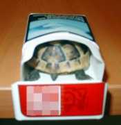 internethaber.com Farouh