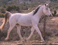 Farouka