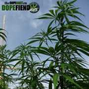 dopecast.libsyn.com Farouki