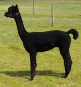 azsualpacas.com Farquhar