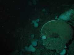 photolib.noaa.gov Farrea