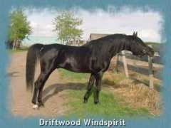 driftwoodranch.com Farrida