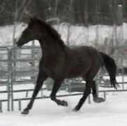 majesticgaits.com Farrington