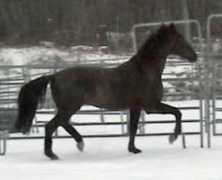 majesticgaits.com Farrington