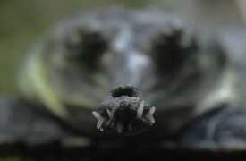 noticias24.com Farroq