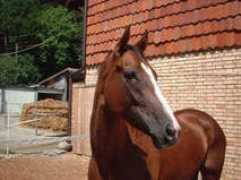 stallallegra.ch Fasida