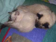 vomkoberland.de Fasik