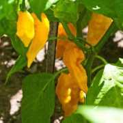 gardening.about.com Fatali