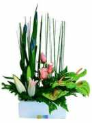 bendigoflowers.com Fatasia