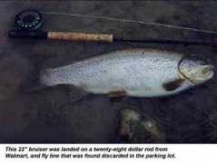 yspecial.com Fatfish