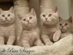 depurasangre.cz Fathina