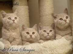 depurasangre.cz Fathina