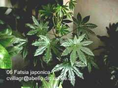 Fatsi