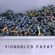 Fayat