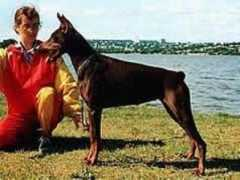 dobermann-review.com Fayr