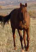 redrockhorses.com Fazala