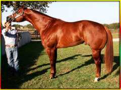 clarkrassiquarterhorses.com Fearles