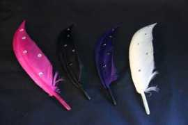 carnmeal.com Feathers