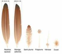askabiologist.asu.edu Feathers