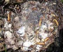 sialis.org Fecal