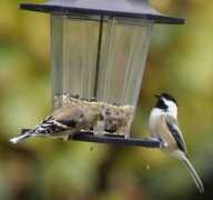 Feeder