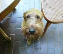 petmd.com Feenix