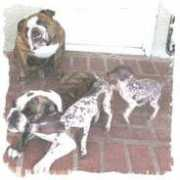 ahtdogs.com Feliche