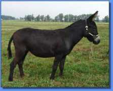 asspirinacresdonkeys.com Felicianna