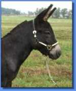 asspirinacresdonkeys.com Felicianna