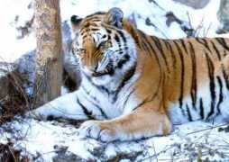 ryanphotographic.com Felidae