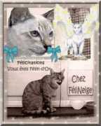felineige.free.fr Felind