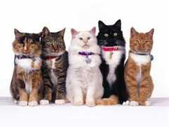 wallhits.com Feline