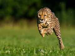 nationalgeographic.it Felini