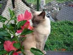 cdt.ch Felinita