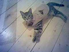 moggies.co.uk Felinne