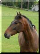 moonstruckmeadows.com Felisa