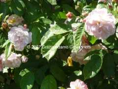 cadellerose.org Felite