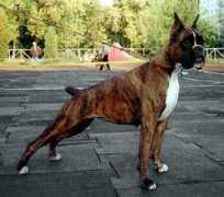 my.love.aivengo.ru Felka