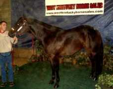 westkentuckyhorsesales.com Fellany