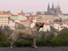 libosovskablata.retriver.cz Fellon