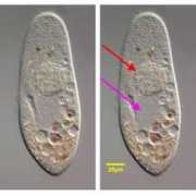 simonfellous.free.fr Fellous