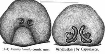 Femella